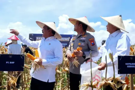 Menteri Imigrasi dan Pemasyarakatan Pimpin Panen Raya Jagung di Sidoarjo Foto BeritaJatim.com