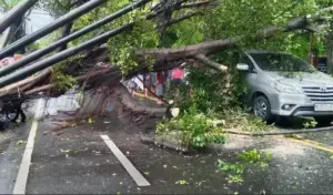 Malang Dilanda Angin Kencang, Pohon Tumbang dan Atap Rumah Terbang Foto BeritaJatim.com