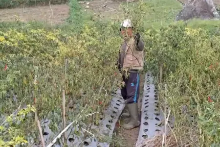 Curah Hujan Tinggi, Petani Sayur Magetan Terpaksa Babat Lahan Gagal Panen Foto BeritaJatim.com