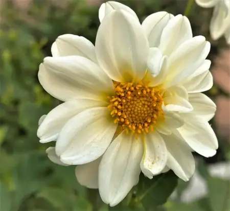 Terlihat Sepele, Kesalahan Ini Bisa Bikin Bunga Dahlia Gagal Mekar Foto BeritaJatim.com