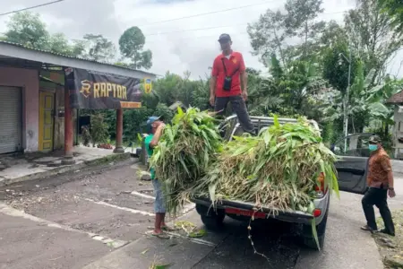 161 Ternak di Lumajang Selamat dari Erupsi Semeru, Pemkab Siapkan Bantuan Pakan Foto BeritaJatim.com