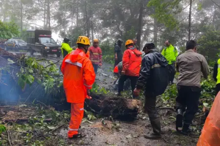 Pohon Tumbang Tutup Akses Jalan Sarangan–Cemorosewu, BPBD Magetan Butuh 1 Jam Evakuasi Foto BeritaJatim.com