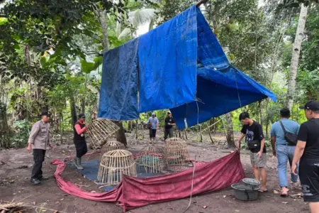 Polresta Banyuwangi Bongkar Arena Sabung Ayam di Singojuruh, Tak Ada Toleransi untuk Perjudian Foto BeritaJatim.com