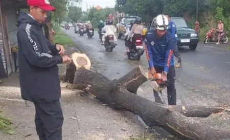 Hujan Disertai Angin Kencang, Pohon Bertumbangan di Mojokerto Foto BeritaJatim.com
