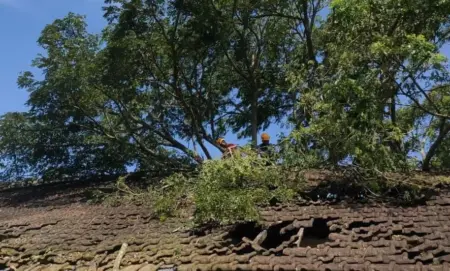 Gedung SDN Jumpong Bondowoso Rusak Tertimpa Pohon Tumbang Foto BeritaJatim.com