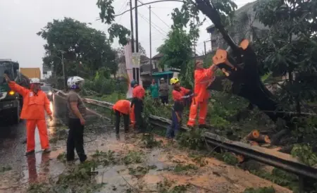Pohon di Jalan Raya Bypass Mojokerto Tumbang, Jalur Surabaya-Jombang Sempat Tertutup Foto BeritaJatim.com