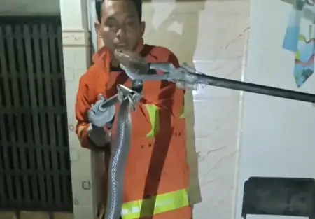 Warga Gresik Terkejut, Ular Kobra Mendesis di Kamar Mandi Foto BeritaJatim.com