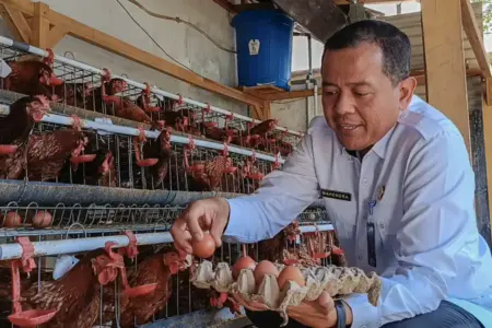 Dukung Ketahanan Pangan, Lapas Lumajang Berdayakan Napi Ternak Ayam Hingga Bayar Honor Kerja Foto BeritaJatim.com