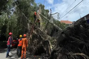 Akar Lapuk Jadi Penyebab Pohon Beringin Besar Tumbang di Kota Malang Foto BeritaJatim.com