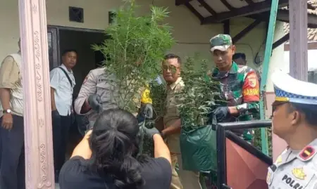 Penggerebekan Rumah Kontrakan di Jombang, Polisi Temukan 110 Batang Tanaman Ganja Dalam Pot Foto BeritaJatim.com