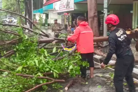 Pohon Tabebuya hingga Trebesi Tumbang di 18 Titik Kota Surabaya saat Hujan Deras Foto BeritaJatim.com
