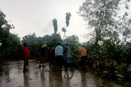 Lima Pohon Jati di Baureno Bojonegoro Roboh Diterpa Angin Kencang, Timpa Warkop hingga Ambruk Foto BeritaJatim.com