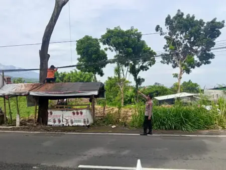 Polsek Pacet dan Relawan di Mojokerto Potong Pohon Rapuh di Kawasan Koperasi Susu Foto BeritaJatim.com