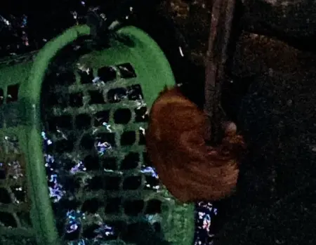 Kucing Tercebur Sumur 25 Meter, Damkar Gresik Lakukan Penyelamatan Dramatis Foto BeritaJatim.com